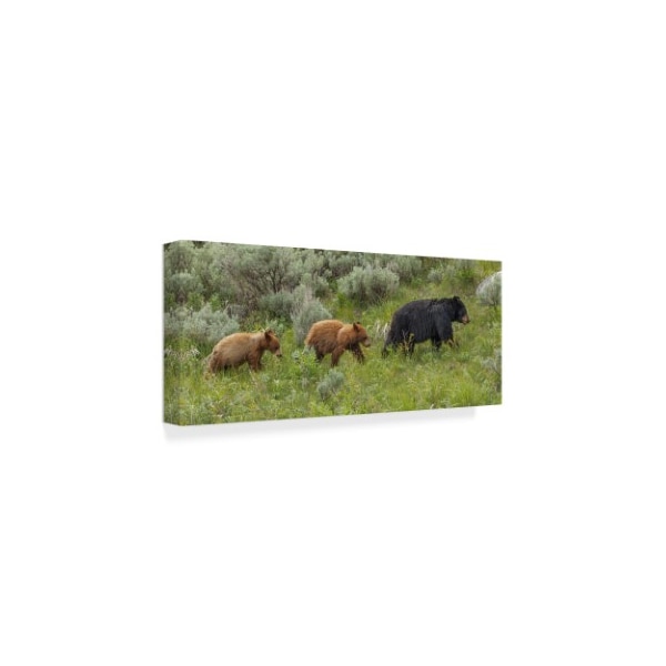 Galloimages Online '�Sow And Cubs Walking' Canvas Art,10x24